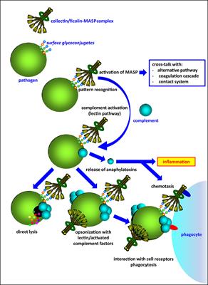 Frontiers | The Influence Of The Lectin Pathway Of Complement ...